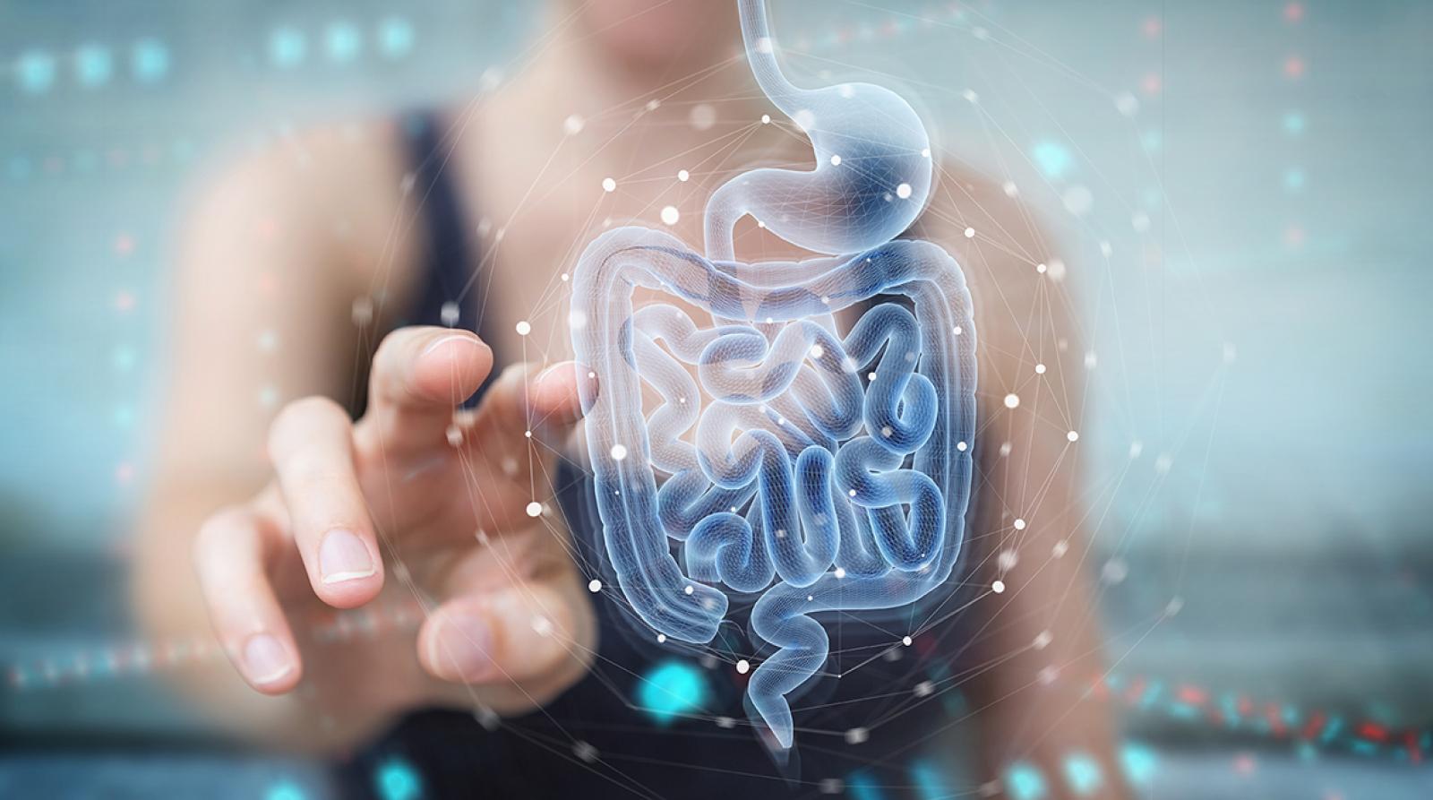 Digital illustration of digestive system with glowing network overlay, representing gut health and gastrointestinal wellness